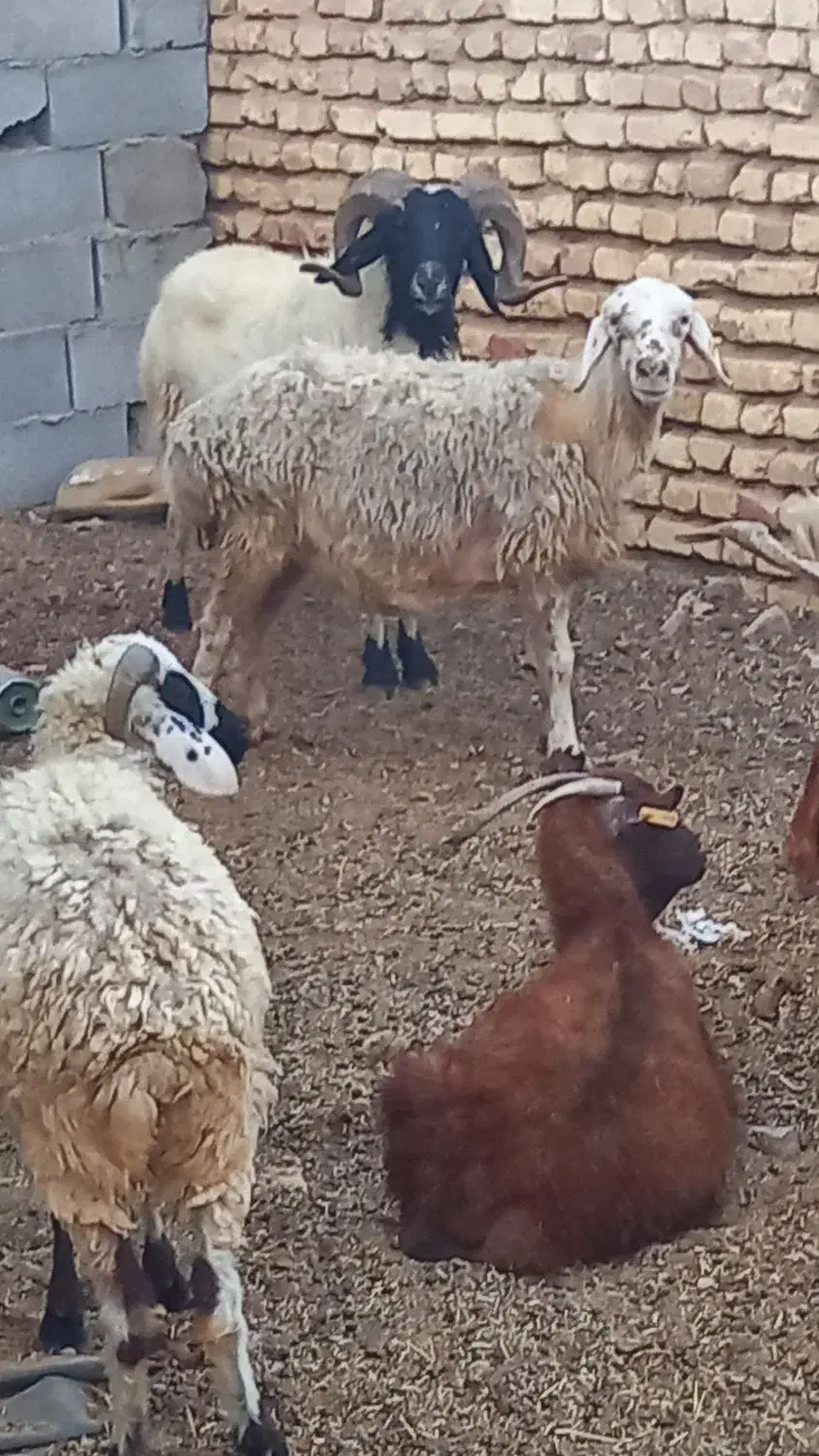 گوسفند فروشی|حیوانات مزرعه|مهریز, |دیوار