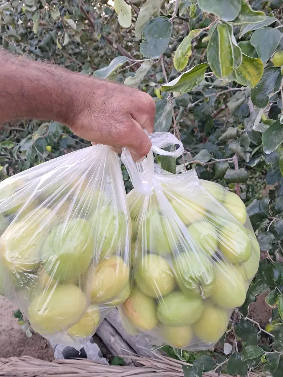 نهال پولساز کنار تایلندی سوپرلوکس|خدمات باغبانی و درختکاری|گراش, |دیوار