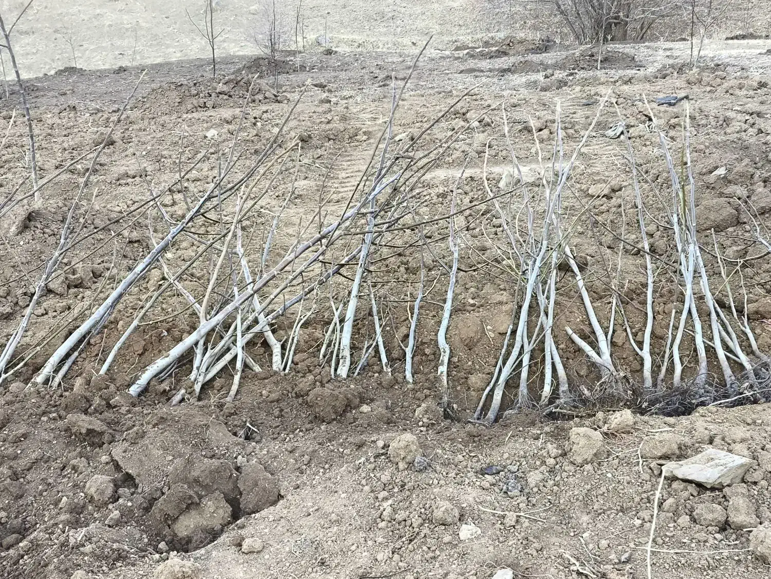 نهال گردو|گل و گیاه طبیعی|مهاباد (آذربایجان غربی), |دیوار