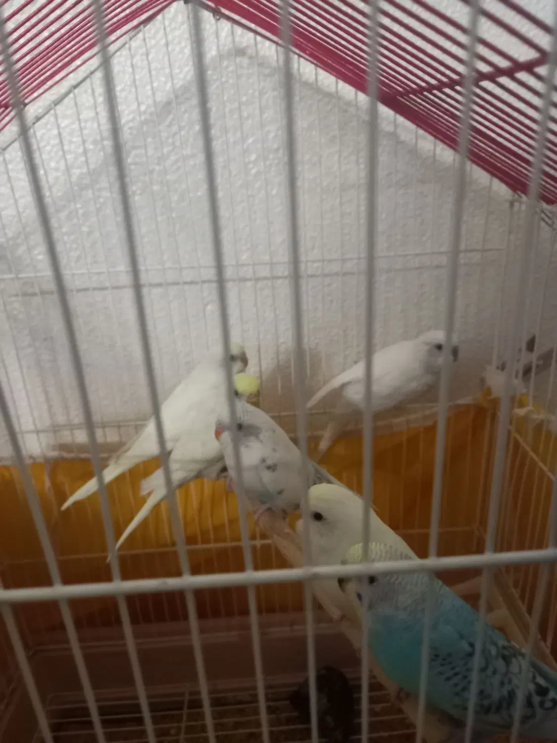 مرغ عشق زیباوخاص|پرنده|شاهین‌شهر, شهرک ردانی پور|دیوار