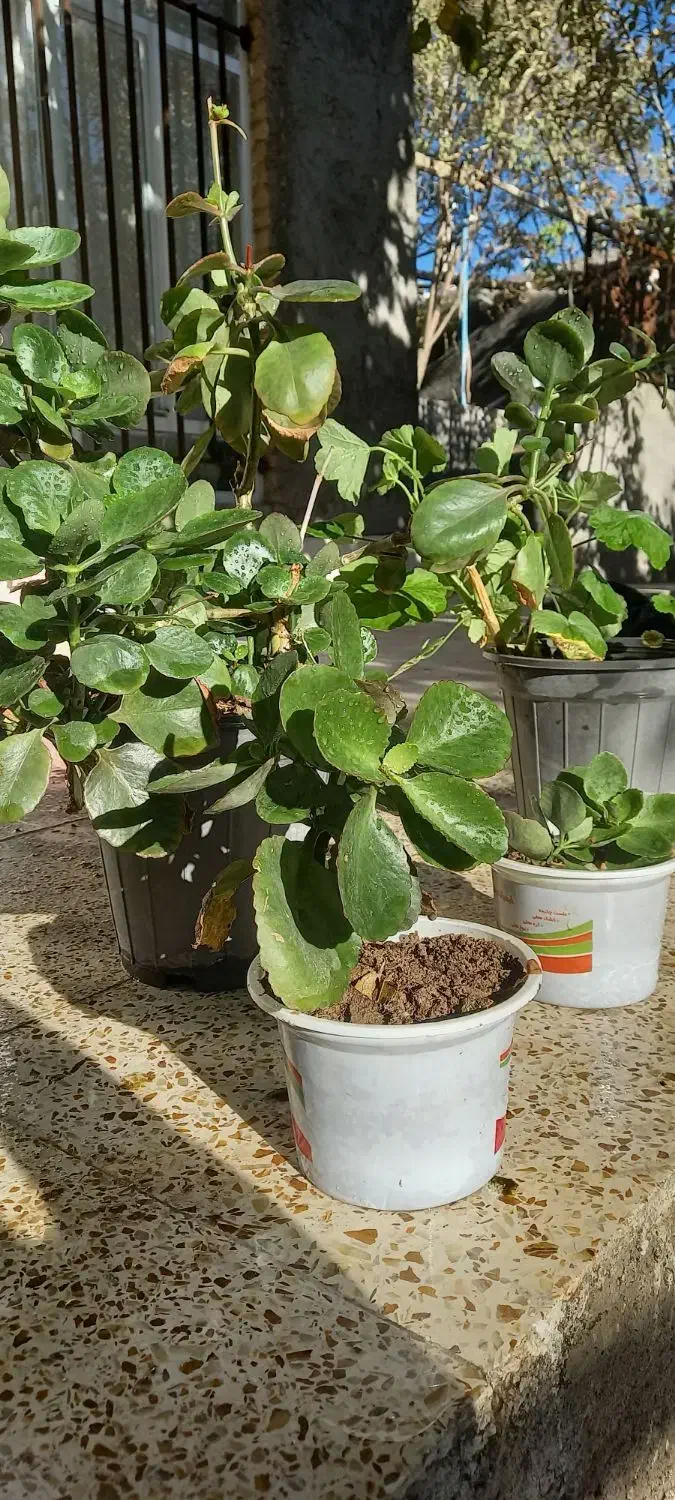 گلدان گل برگ قاشقی و شمعدانی|گل و گیاه طبیعی|فردوس (خراسان), |دیوار