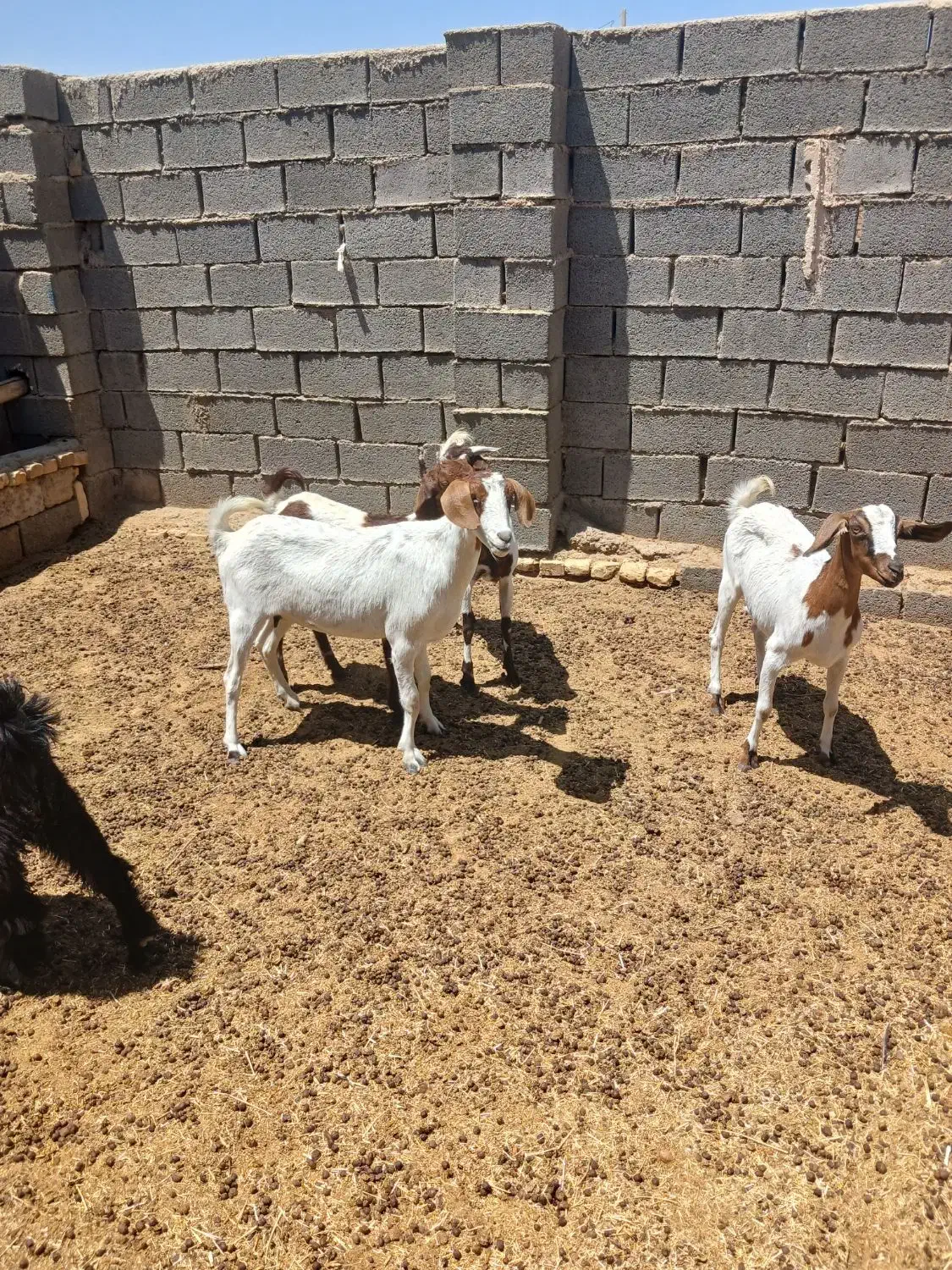 دام زنده|حیوانات مزرعه|آباده, |دیوار