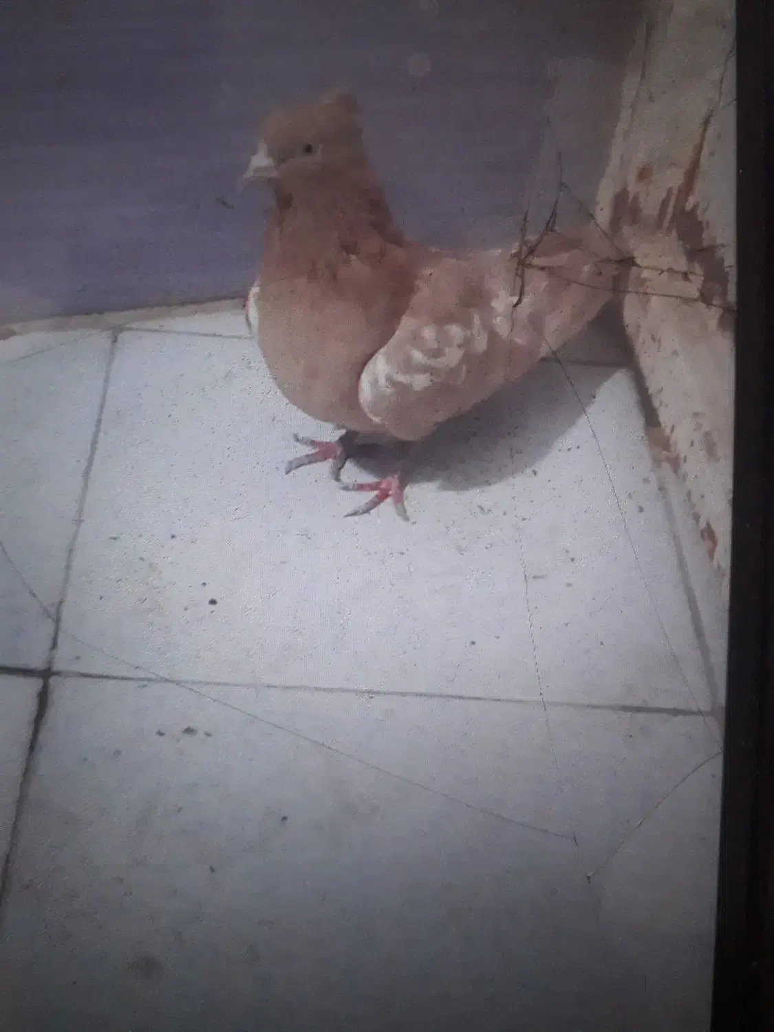 کفترسینه|پرنده|تربتحیدریه, آغوی|دیوار