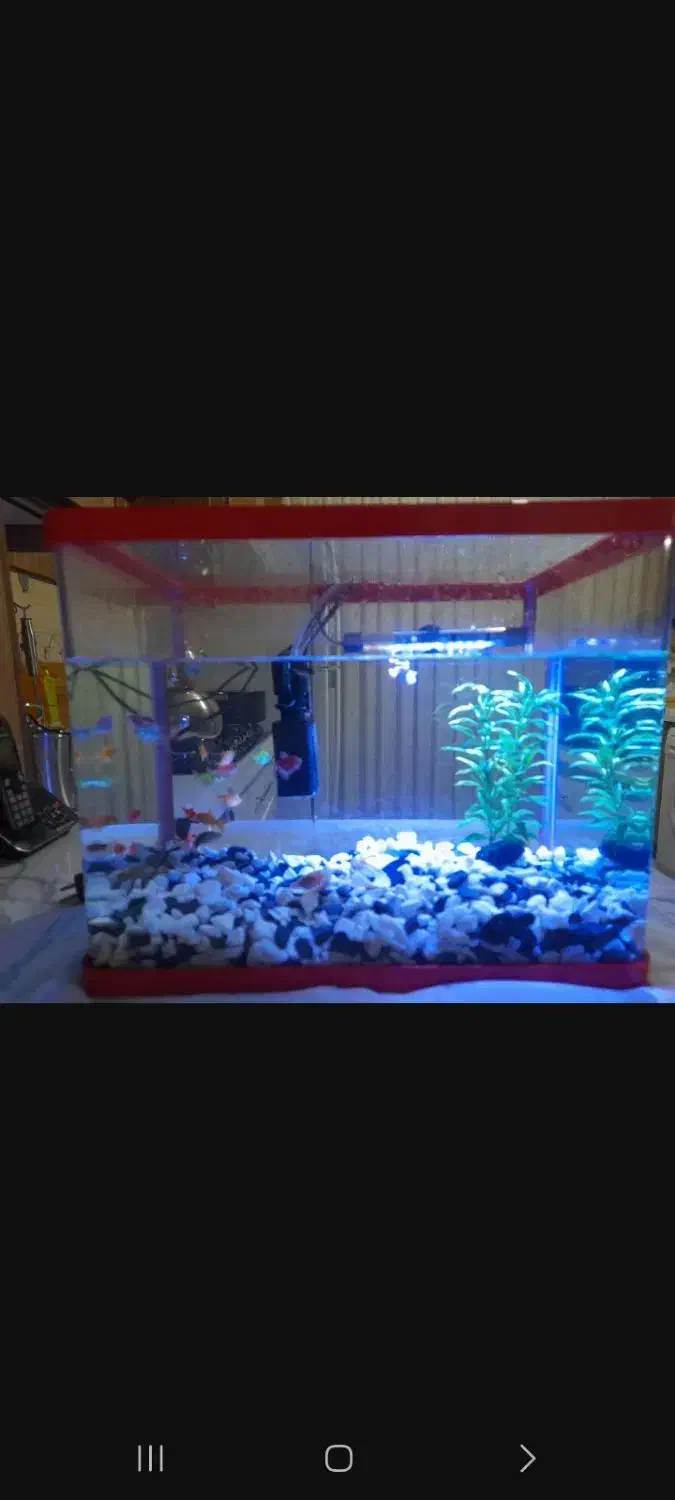 آکواریوم|ماهی|ری, شهادت|دیوار