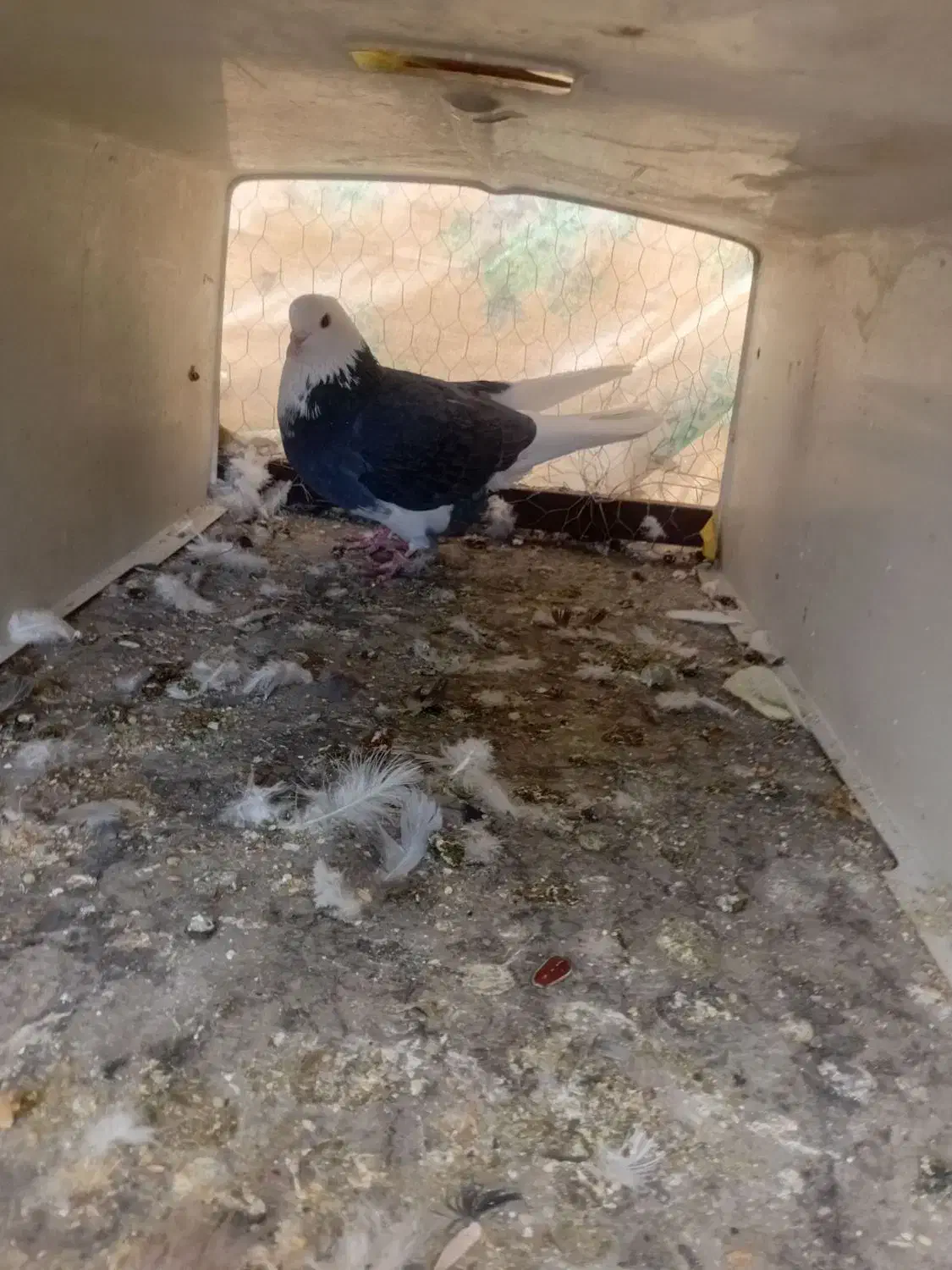 کفتر اسمانی|پرنده|بومهن, |دیوار