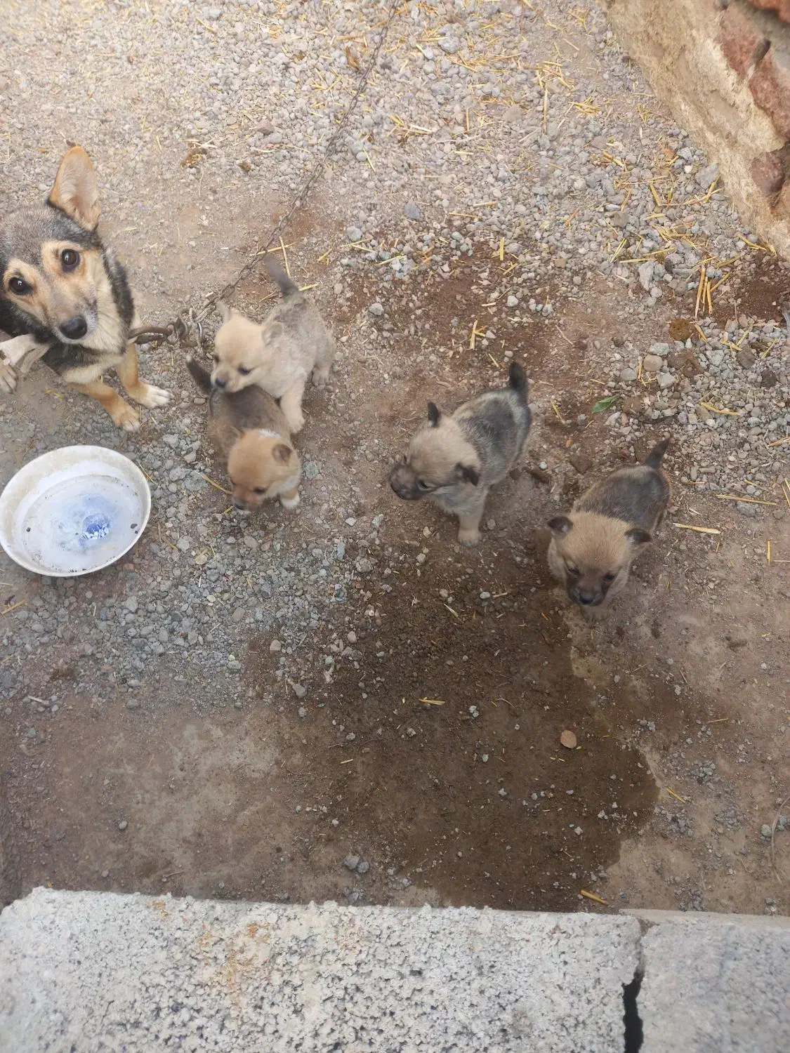 واگذاری پاکوتا|سگ|رشت, منظریه|دیوار