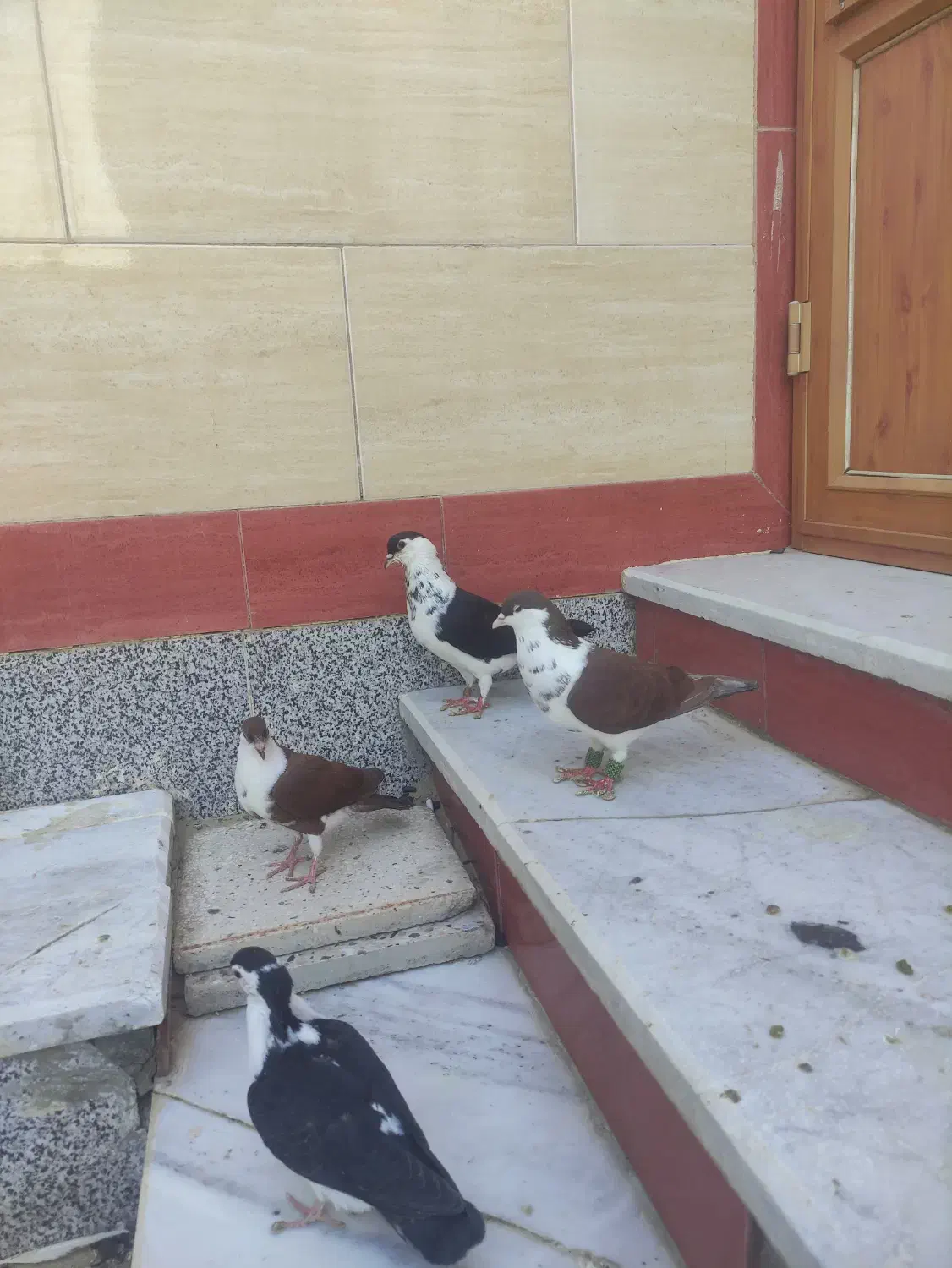 کبوتر ساده سیاه|پرنده|زهک, |دیوار