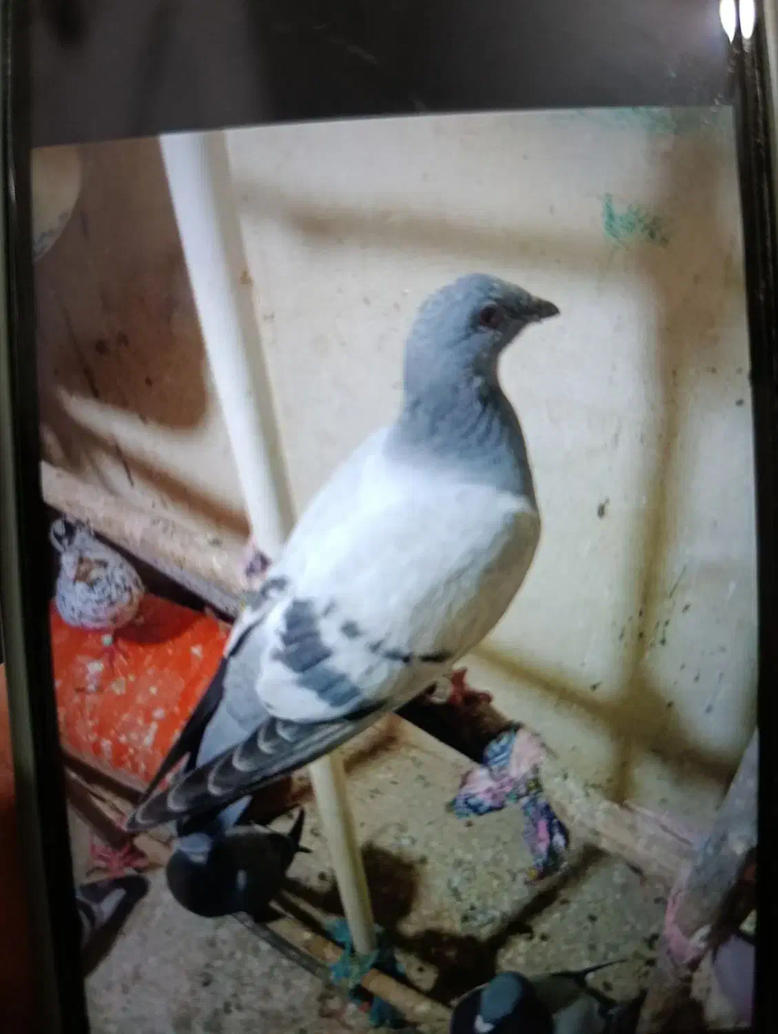 کفتر گمشده|پرنده|کوهسار (البرز), |دیوار