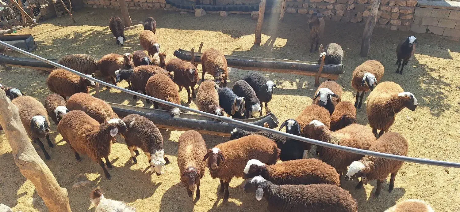 بره (کاور)|حیوانات مزرعه|درب گنبد, |دیوار