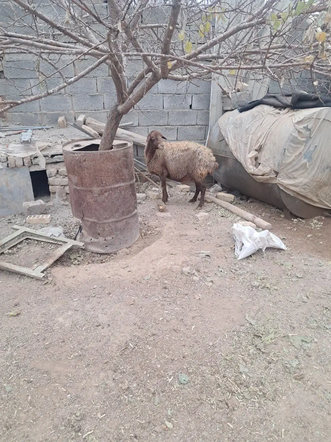 میش با بره بزرگ|حیوانات مزرعه|فرمهین, |دیوار