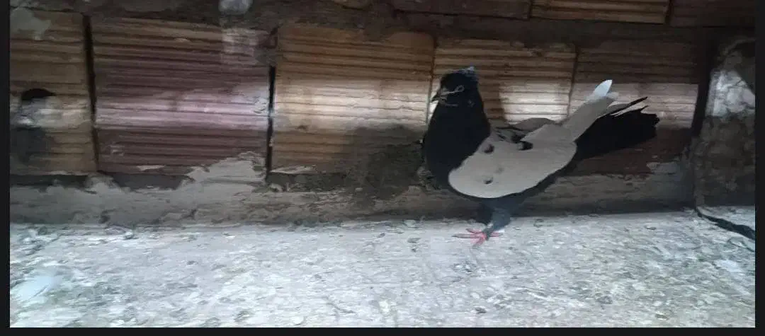 مرغ محلی|حیوانات مزرعه|کیانشهر, |دیوار