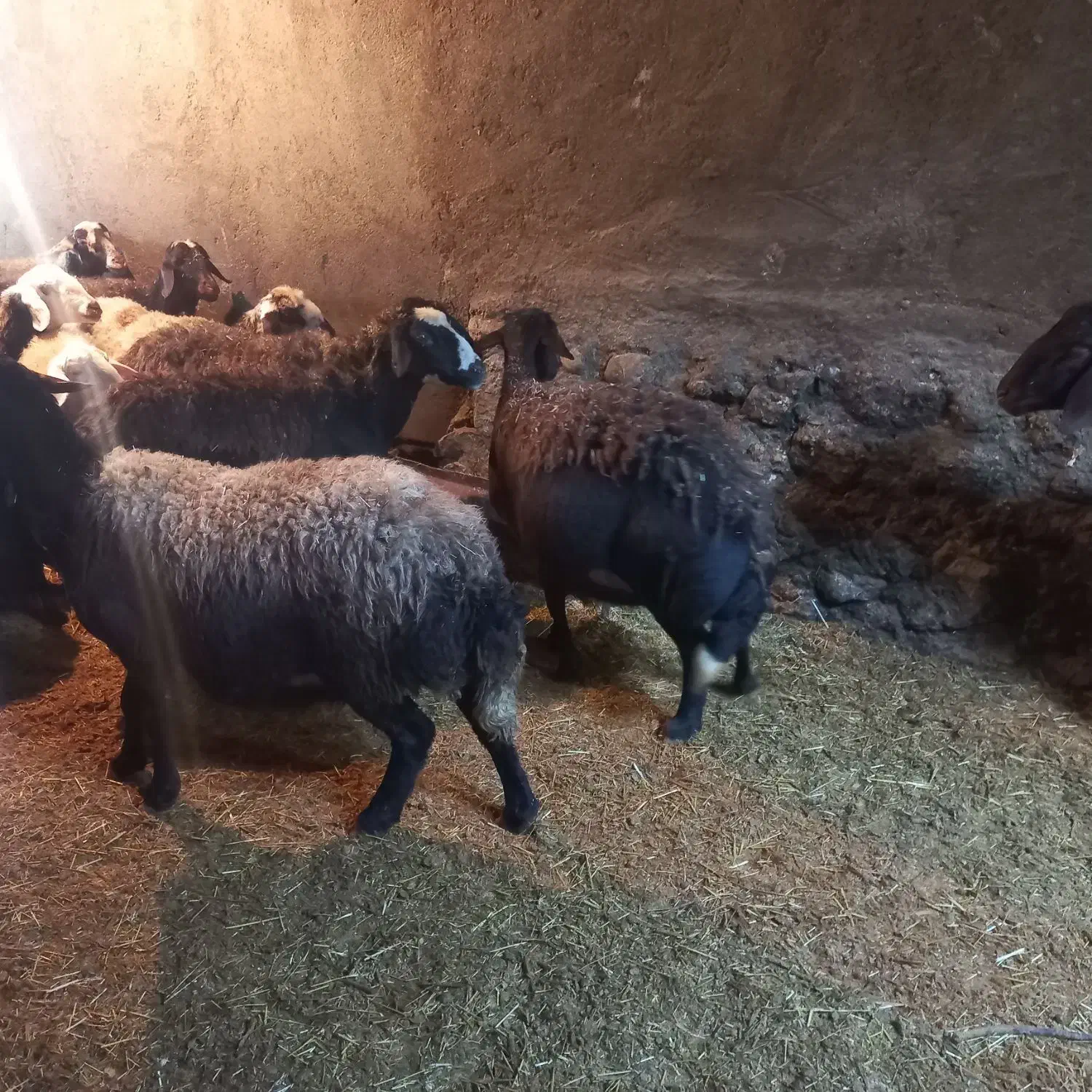 گوسفند قزل پلنگی|حیوانات مزرعه|زاغه, |دیوار