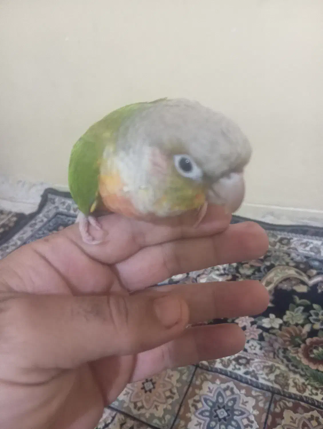 اصل گرینچیک رد|پرنده|برازجان, |دیوار