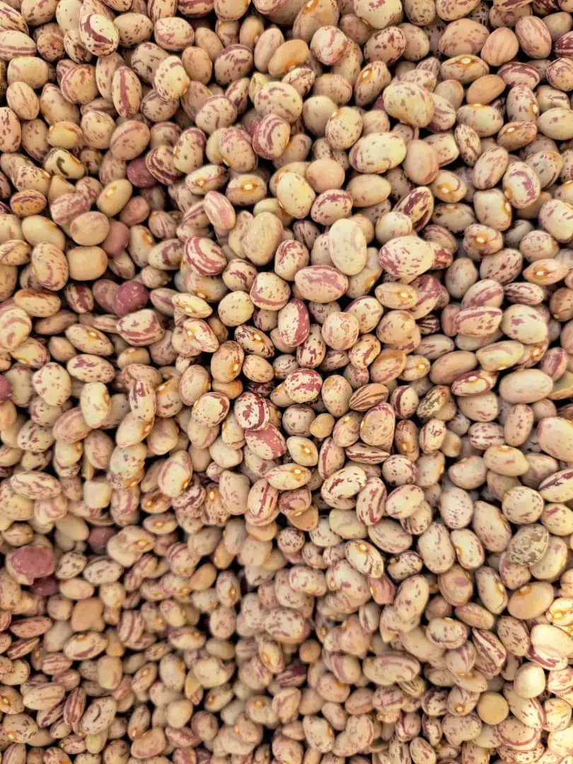 فروش لوبیا چیتی تازه و با کیفیت|خوردنی و آشامیدنی|مرودشت, مختارآباد|دیوار