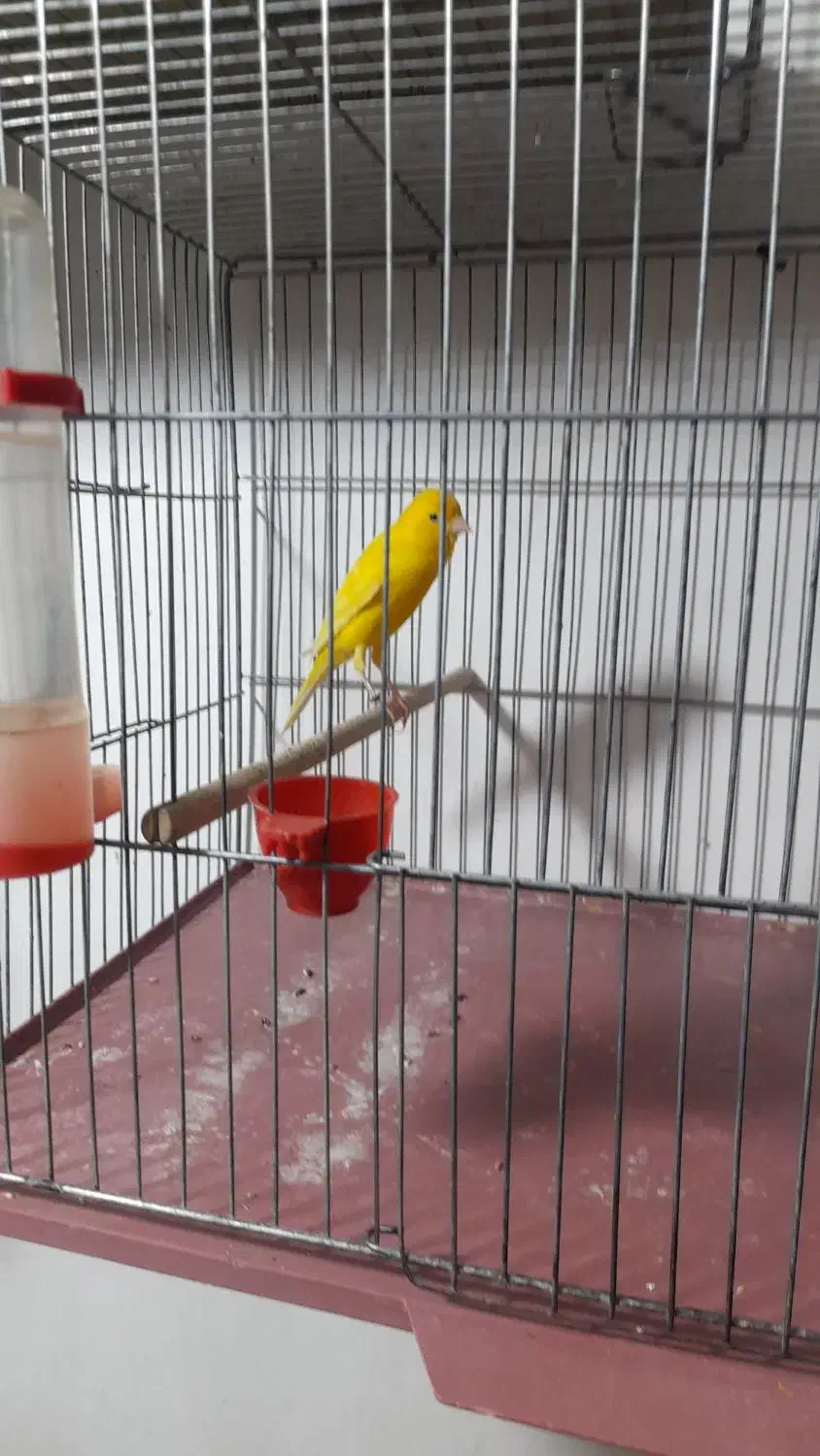 قناری طلایی نر|پرنده|شیراز, شهرک سعدی|دیوار
