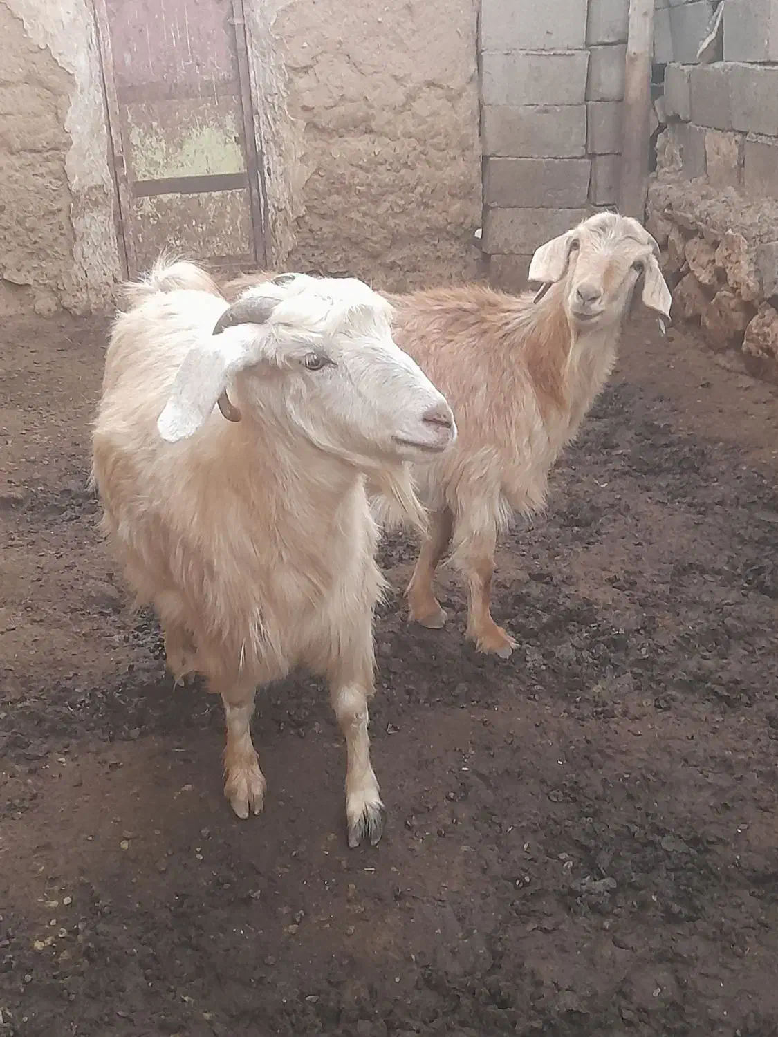 فروش 5عدد بز ..4عددماده.1عدد نر|حیوانات مزرعه|ماهنشان, |دیوار