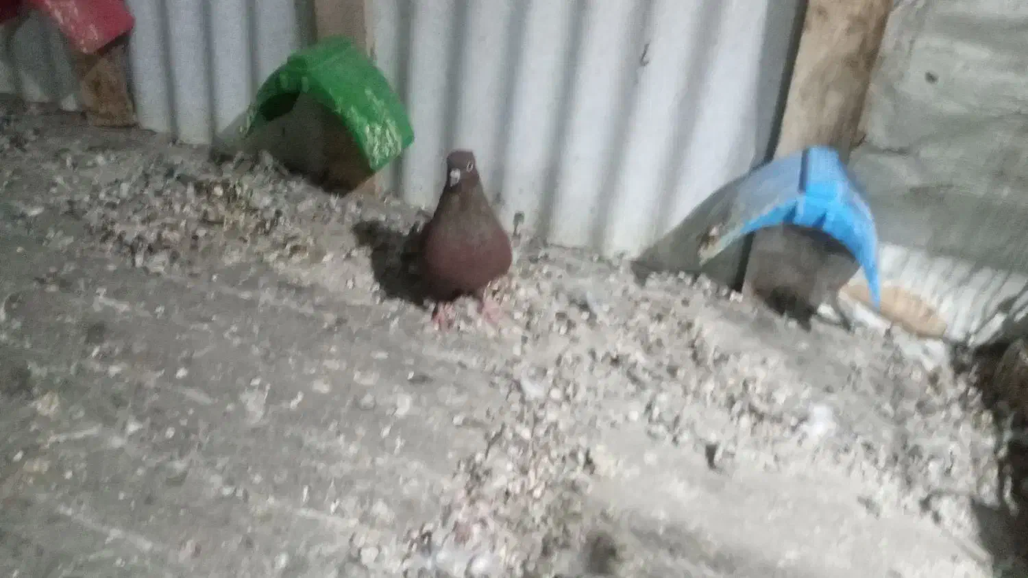 ماده سرخ|پرنده|دورود, |دیوار