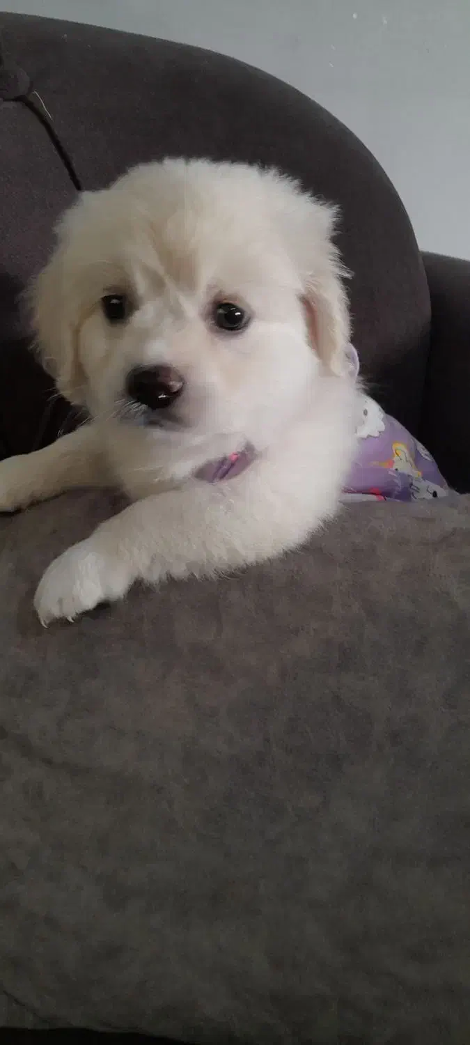 واگذاری توله های پامرین|سگ|فردیس, فردیس|دیوار