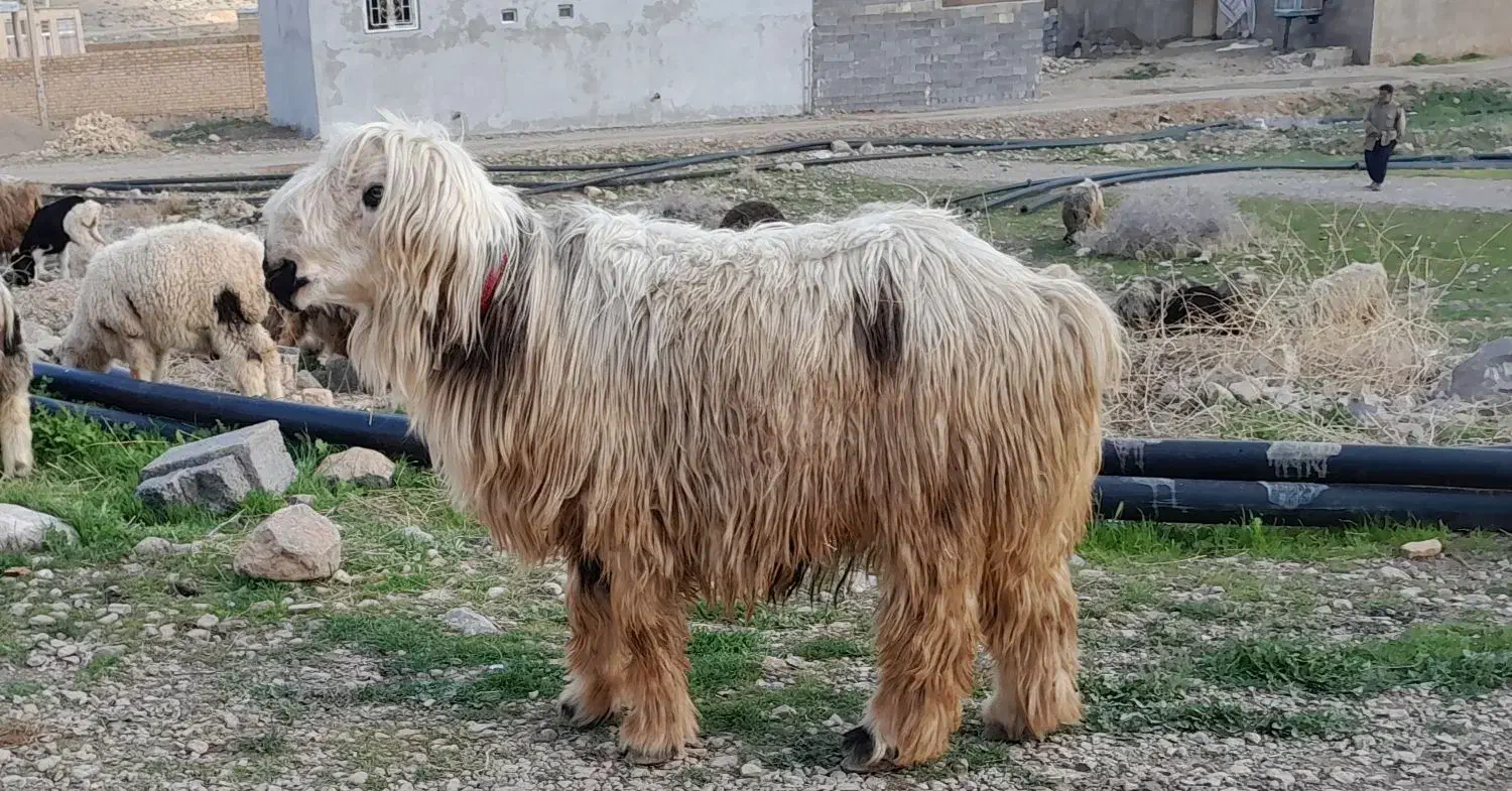 فروش قوچ کری سفید بختیاری|حیوانات مزرعه|کر, |دیوار