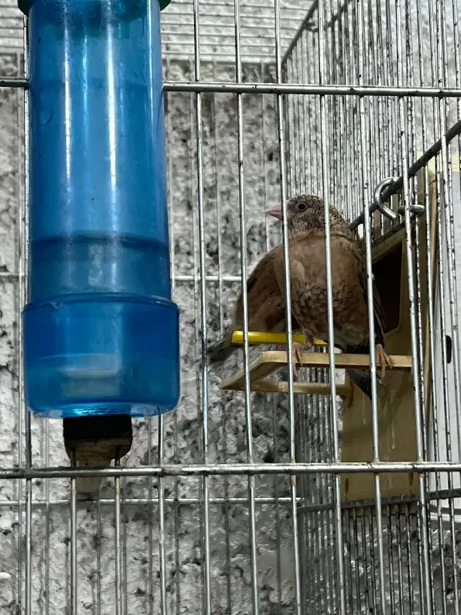 فنچ گلوبریده|پرنده|اسلام‌شهر, شهرک مفیدی|دیوار