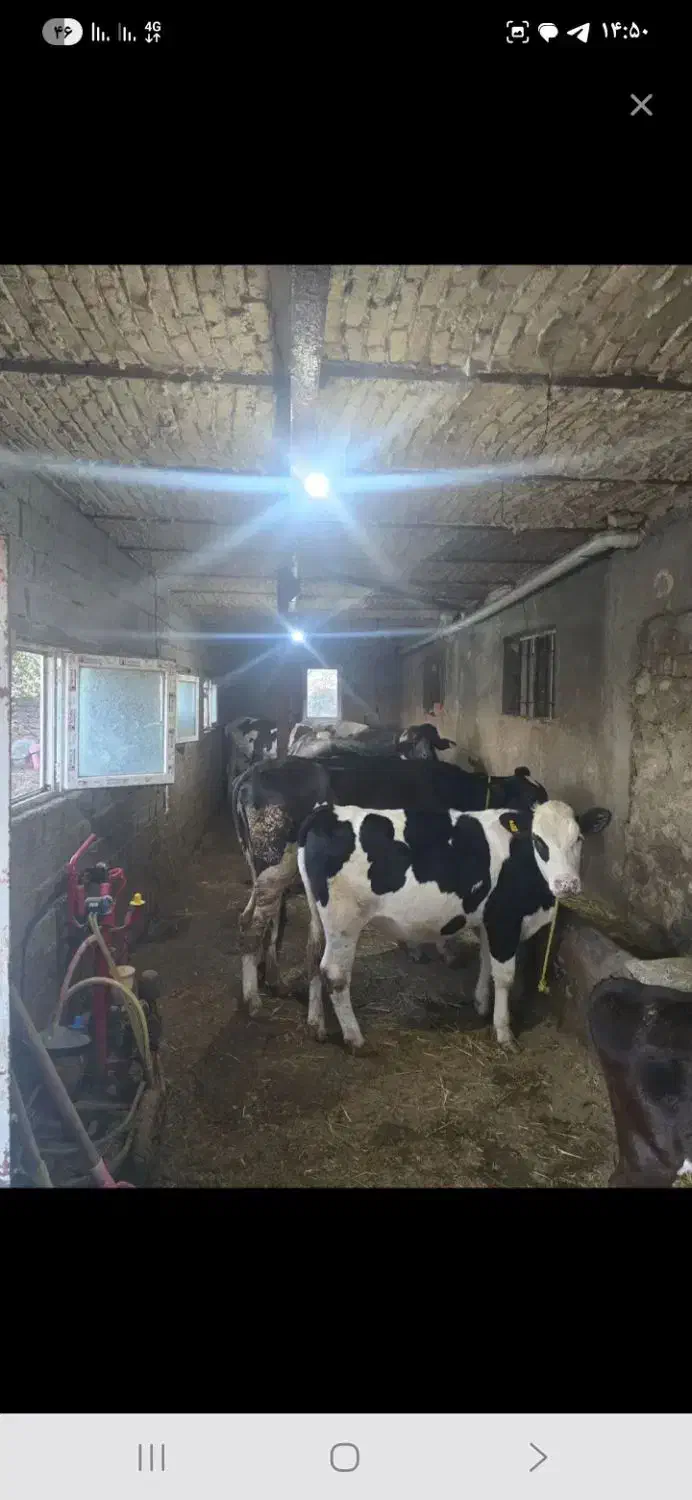 یک نفر جهت کار در گاوداری|استخدام صنعتی، فنی، مهندسی|اردبیل, |دیوار