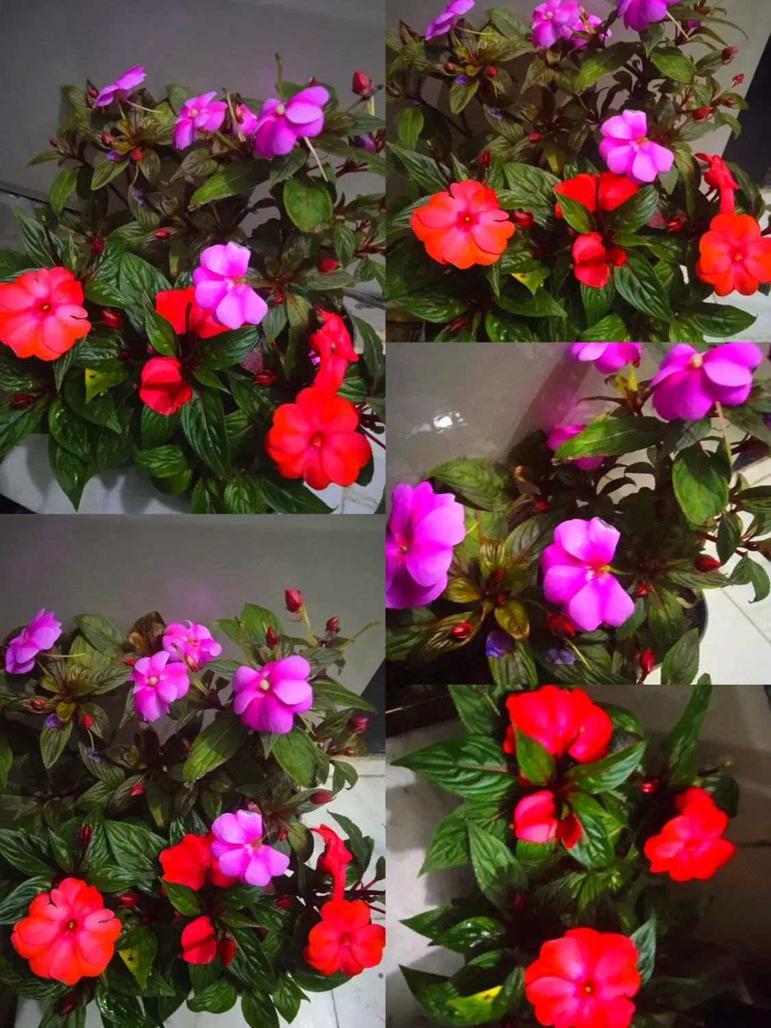 گل همیشه گلدار ماندگار پروین۸۰|حراج|بروجرد, |دیوار