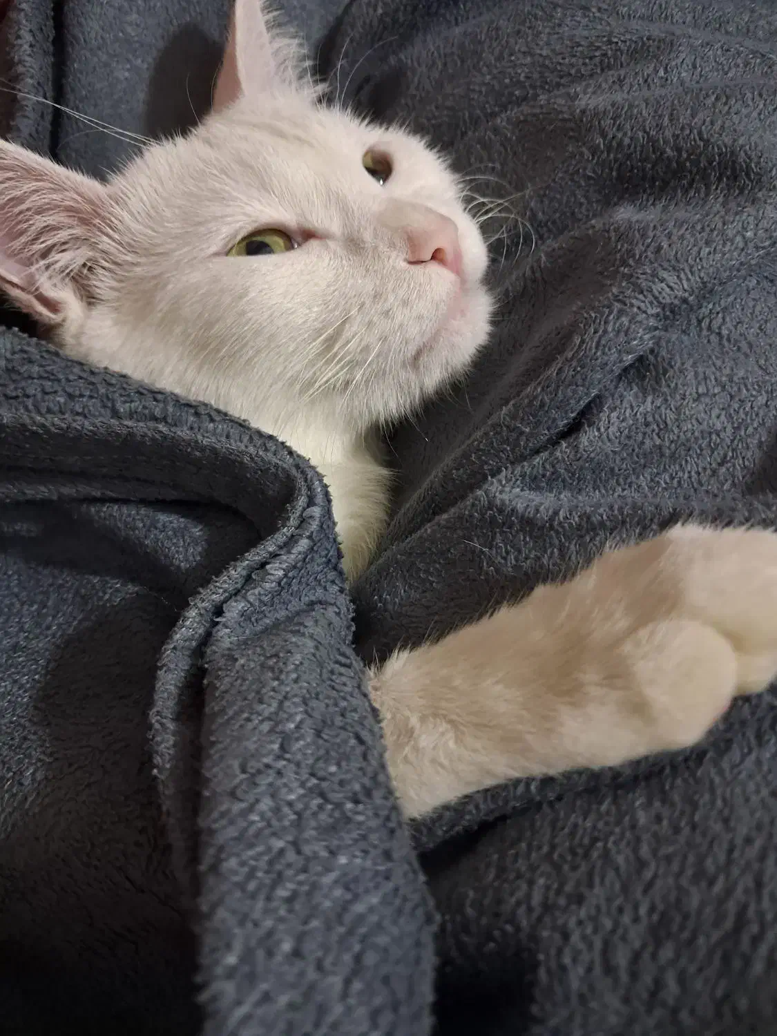 گربه|گربه|اصفهان, نقش جهان|دیوار