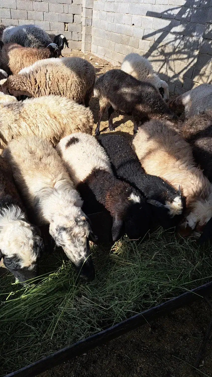 بز ومیش|حیوانات مزرعه|مهریز, |دیوار