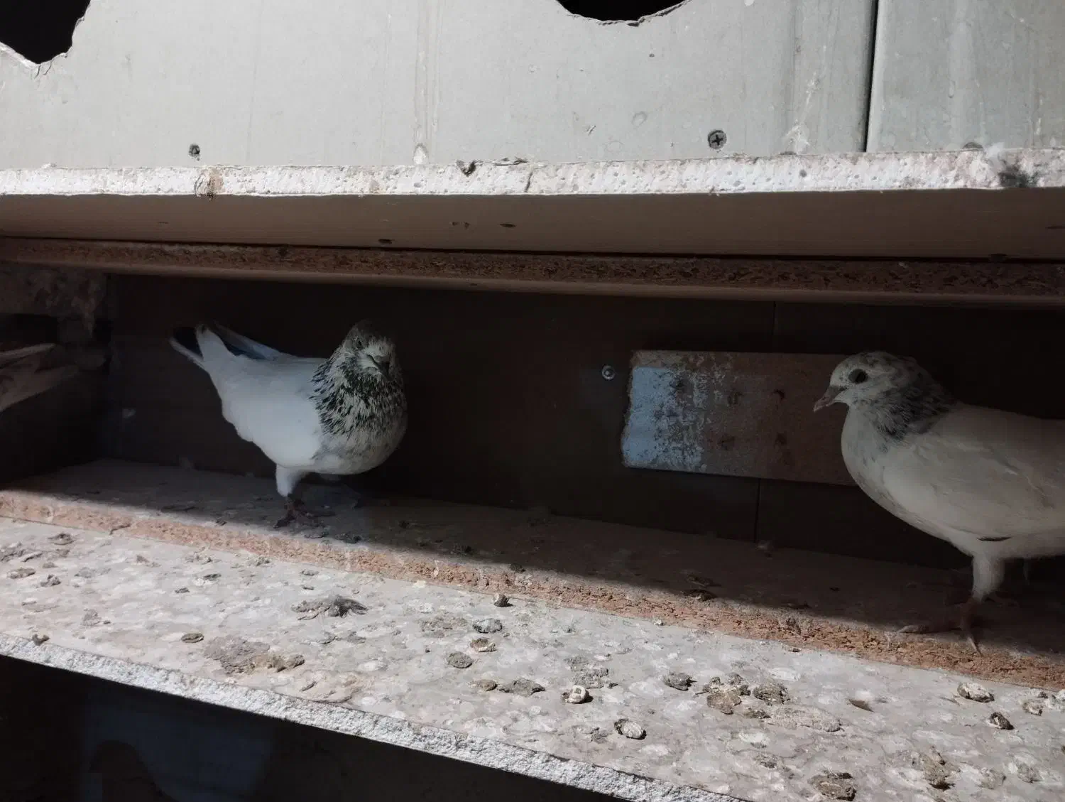 فروش جفت جوجه کله دمسبز پرش بالا|پرنده|کیش, |دیوار