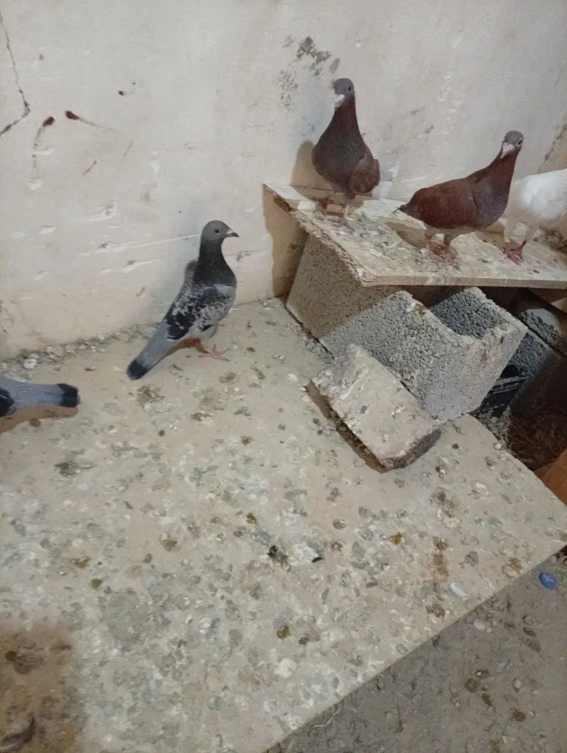 پرنده|پرنده|سراوان, |دیوار