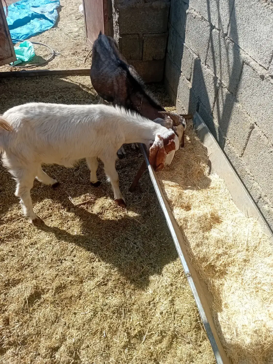 بزوگیسه|حیوانات مزرعه|نگار, |دیوار