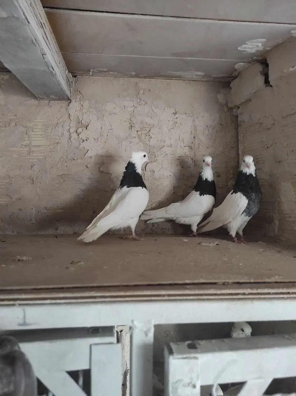 طوقی سیاه|پرنده|قم, یزدانشهر|دیوار