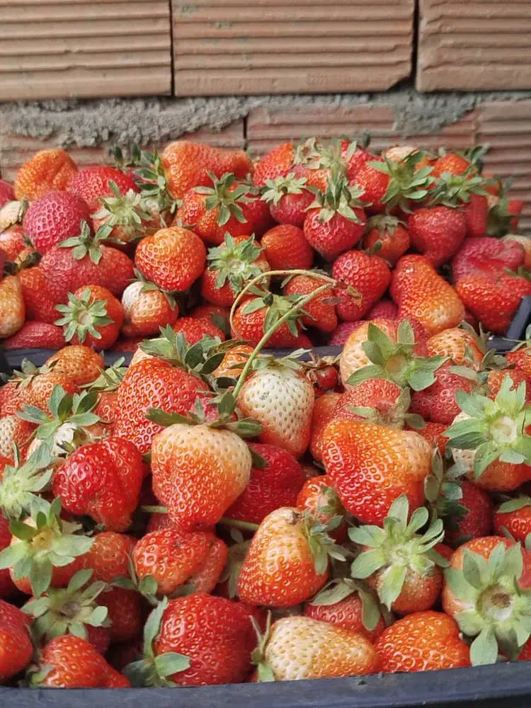 نشاء توت فرنگی|خدمات باغبانی و درختکاری|ارومیه, |دیوار