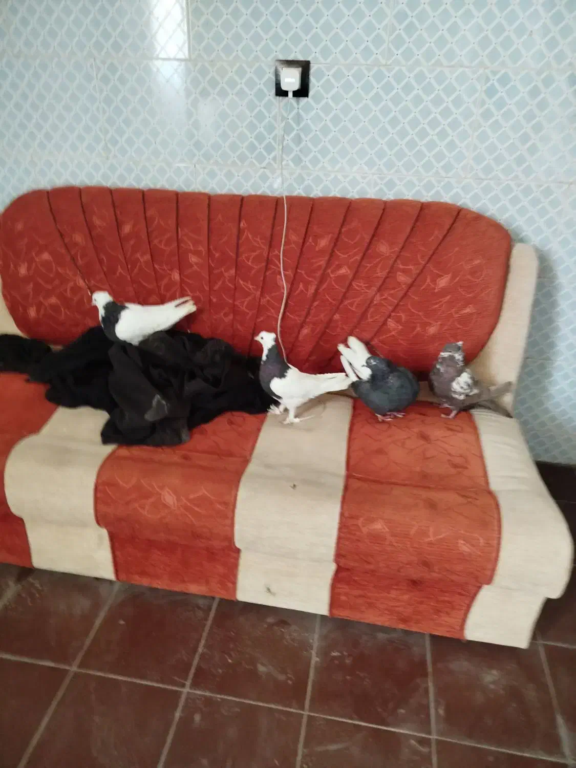 چهار عدد کفتر|پرنده|فیروزآباد (فارس), |دیوار