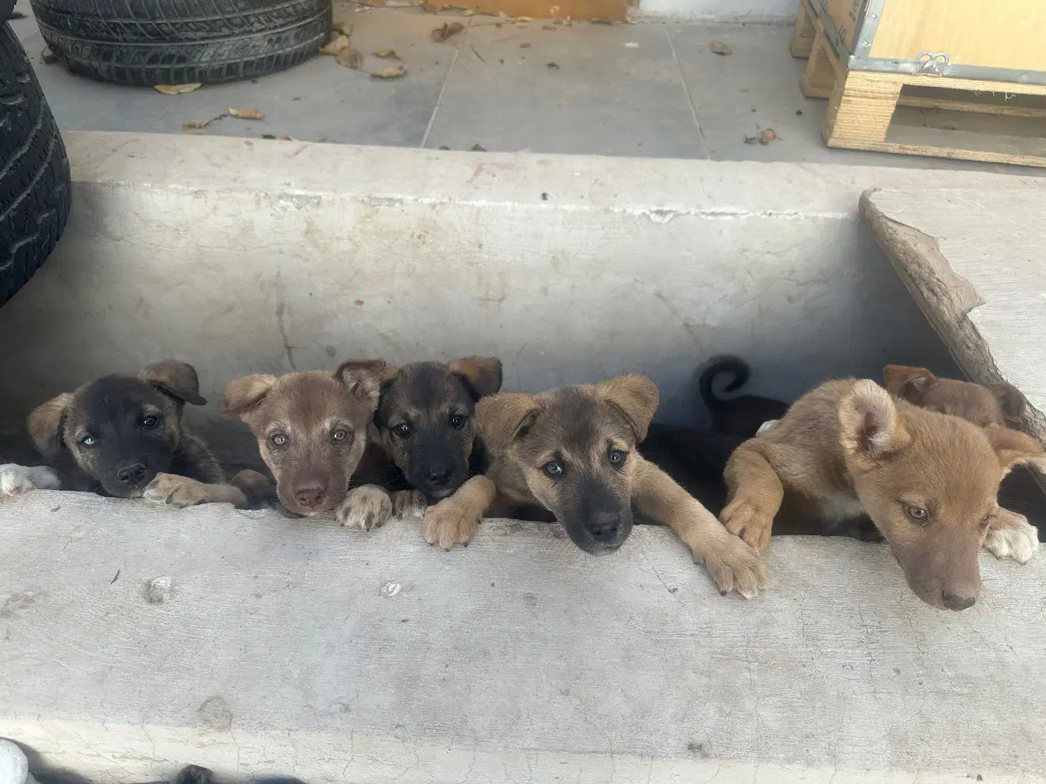 واگذاری توله های میکس هاسکی و پیتبول|سگ|کرج, عظیمیه|دیوار