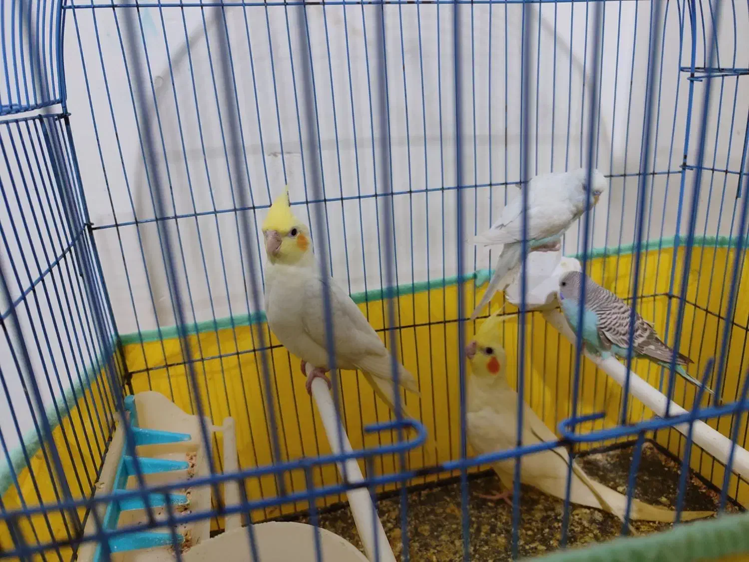 عروس هلندی|پرنده|بندر امام خمینی, |دیوار