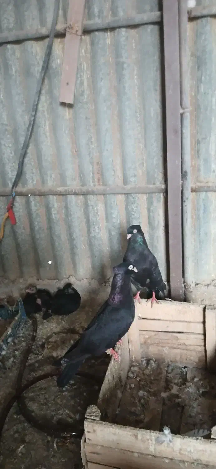 با سلام|پرنده|اهواز, کوی آغاجاری|دیوار