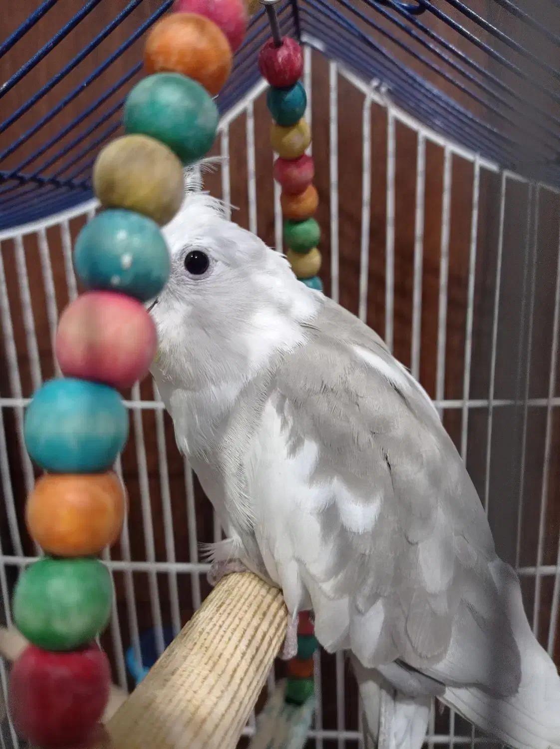 عروس هلندی|پرنده|یزدان شهر, |دیوار