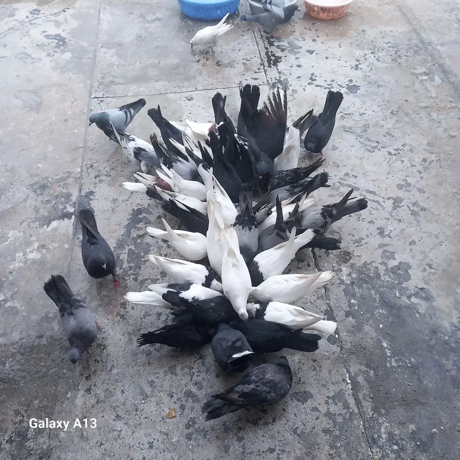 درودبرعشقبازان|پرنده|جونقان, |دیوار