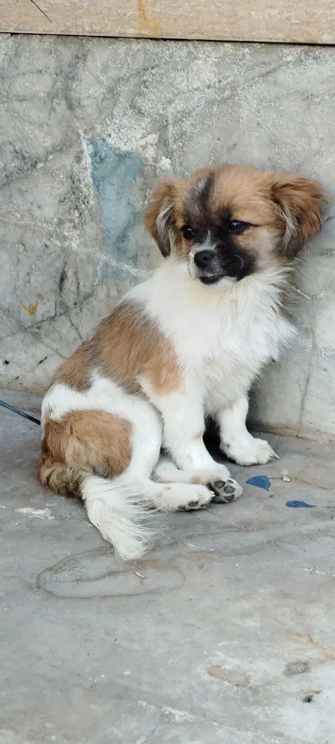 سگ پامر|سگ|زاهدان, |دیوار