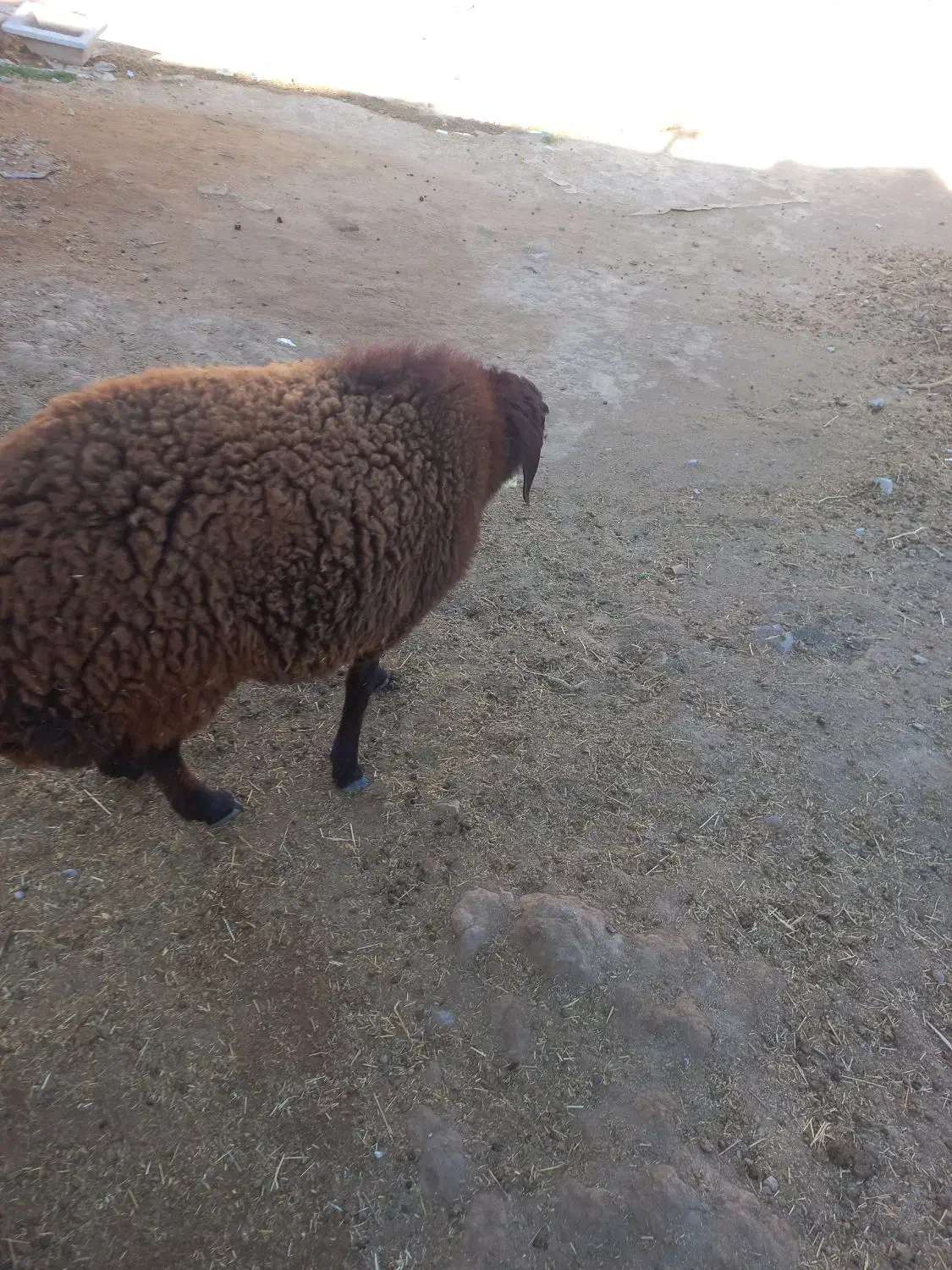 ۱ عدد بره نر افشاری چاق و ۱ بزغاله نر|حیوانات مزرعه|تربتحیدریه, ده پائین|دیوار