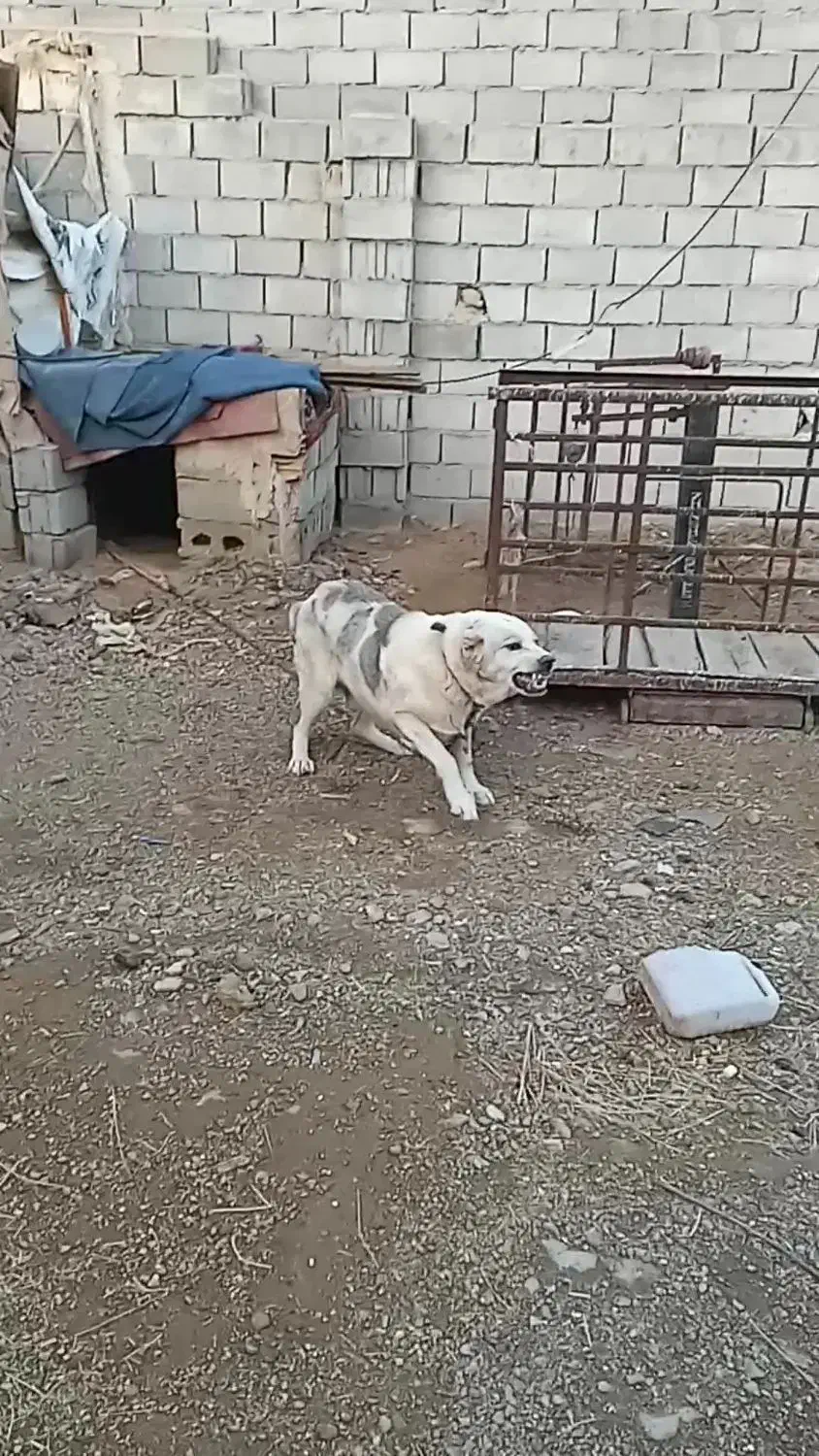 واگذاری سگ نگهبان|سگ|سیلوانه, |دیوار