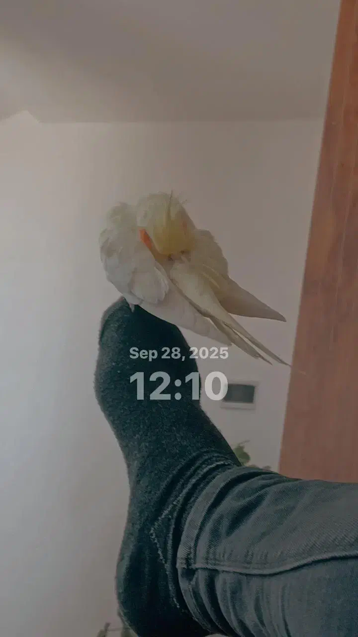 عروس هلندی|پرنده|خواف, |دیوار