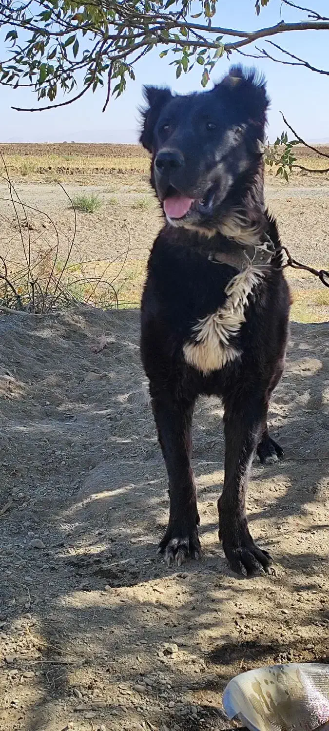 واگذاری سگ|سگ|لالجین, |دیوار