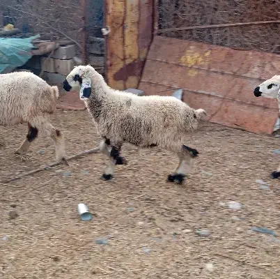 بره|حیوانات مزرعه|جیرفت, |دیوار