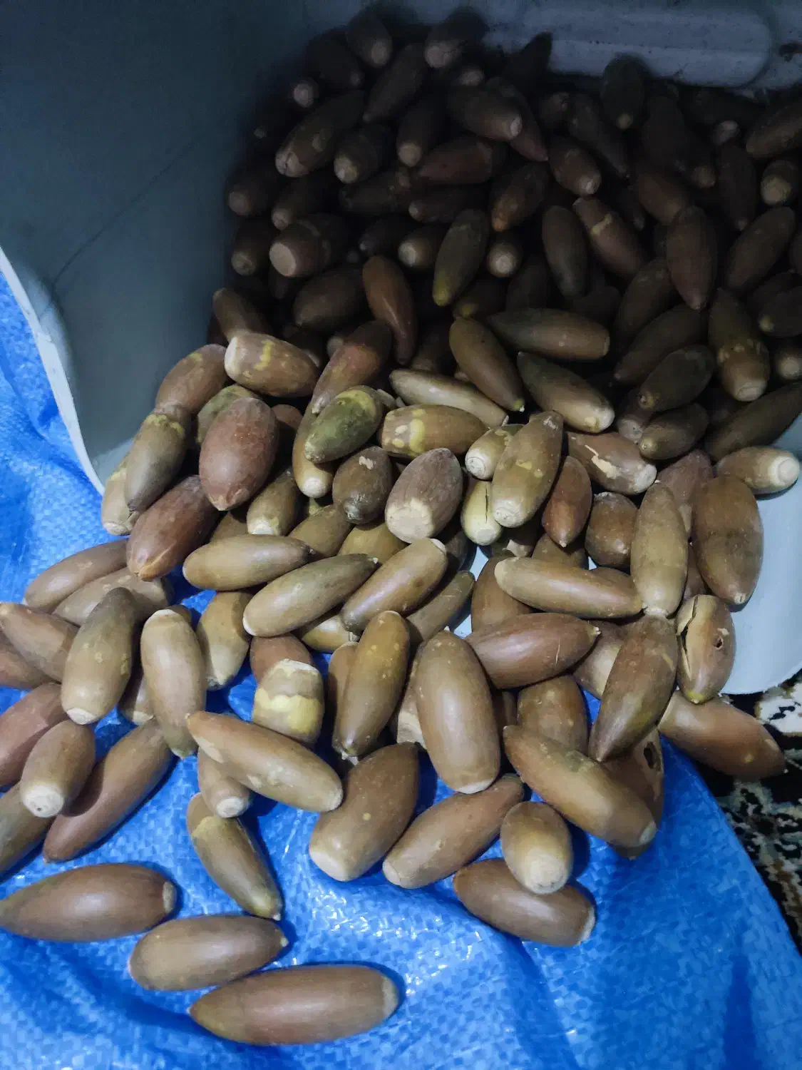 حیوانات|حیوانات مزرعه|دهدشت, |دیوار