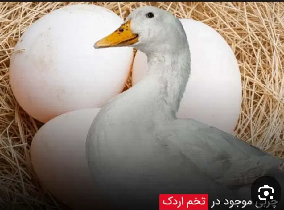 تخم مرغابی نطفه دار موجود|خوردنی و آشامیدنی|بهبهان, |دیوار