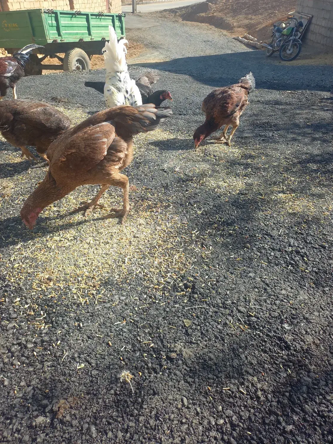 مرغ لاری ودورگه گلین|حیوانات مزرعه|حسین آباد, |دیوار