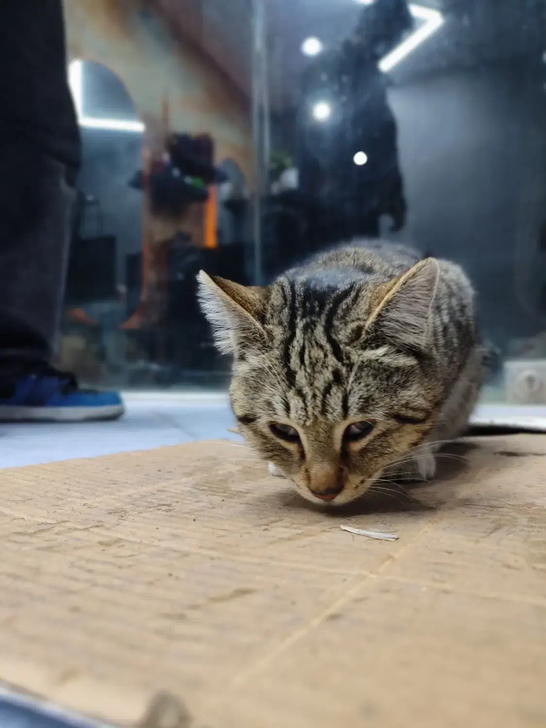 گربه خونگی واگذاری|گربه|اندیشه, اندیشه فاز ۲|دیوار