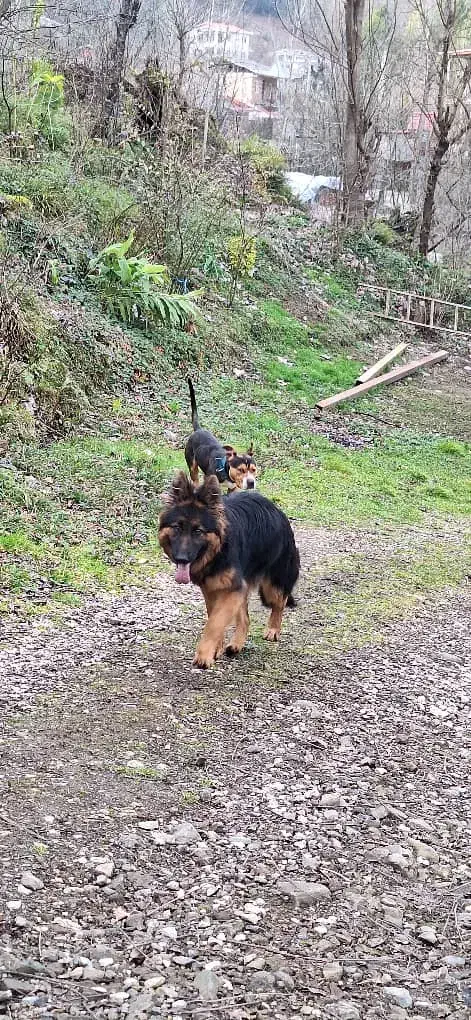 ژرمن،پیتبول|سگ|لوندویل, |دیوار